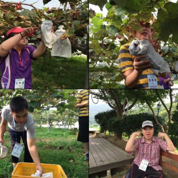 (0907) 포도밭 활동 이미지