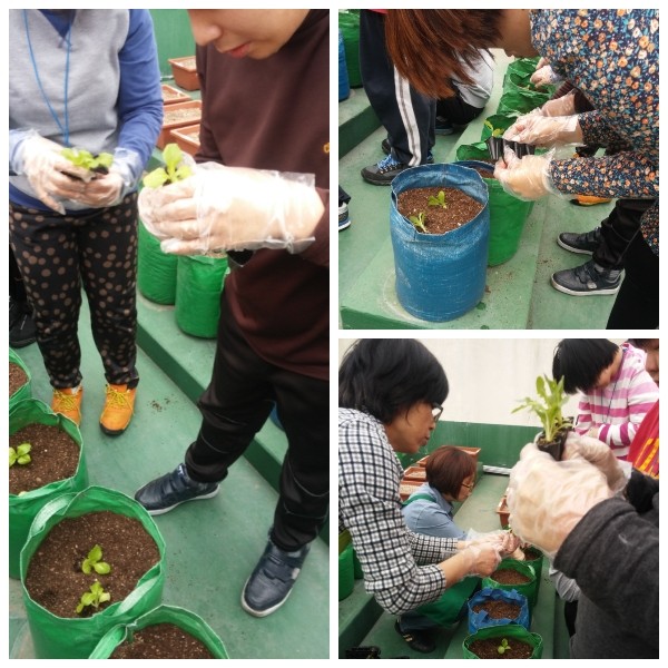 (0416) 상추와 오크립 모종심기 이미지